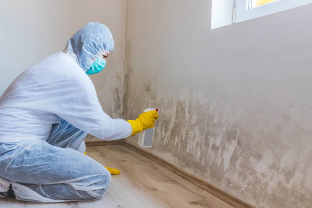 Licensed Mold Cleanup service in Marion, VA - WQB Mold Removal