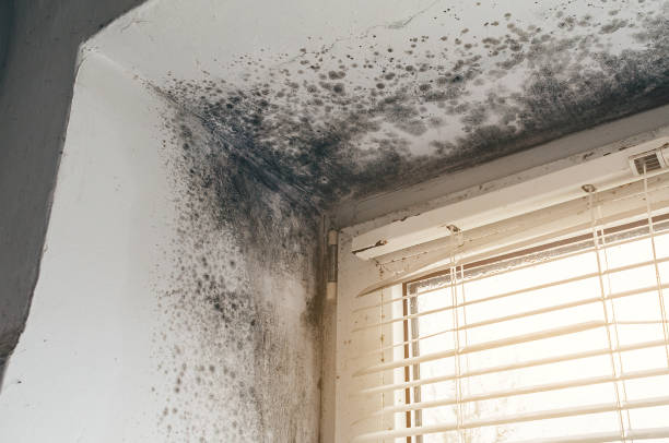 Affordable Mold Cleanup solutions in Marion, VA